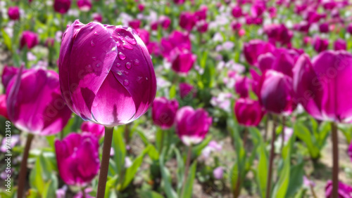 Dew covered purple, magenta tulip, in bed of thousands out of focus flowers. Background concept. photo