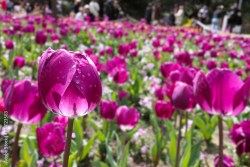 Dew covered purple, magenta tulip, in bed of thousands out of focus flowers. People, visitors to garden, blurred in background. photo