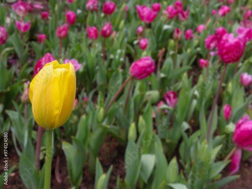 Single in focus yellow tulip in flowerbed of thousands of purple, magenta tulips.  Standing out from the crowd. Being different, dissimilar, unique, individual, alone, pushed out, rejected. Differenti photo