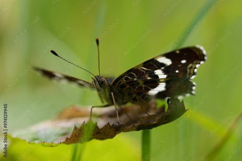 Obraz premium Low angloe closeup on the European Map butterfly, Araschnia levana sitting on a green leaf