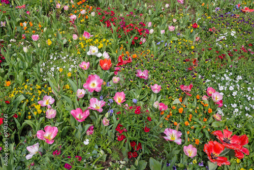 Multi-colored flowerbed. Colorful. Vibrant. Springtime, joy, happiness. Background concept. photo
