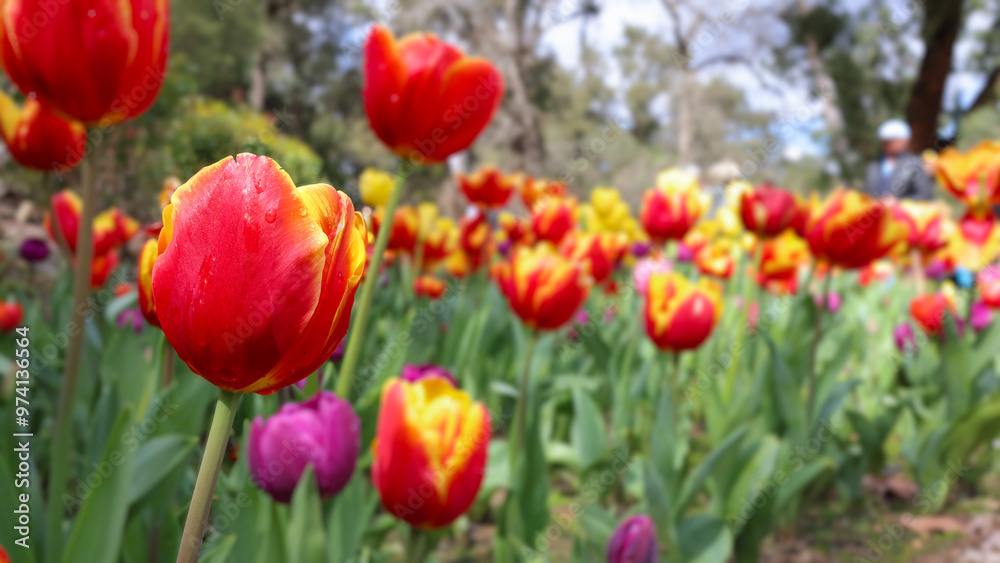 Dew covered orange red tulip, in flowerbed of thousands of blurred flowers. Differential, selective focus. Dew covered orange red tulip, in flowerbed of thousands of blurred flowers. Differential, selective focus.