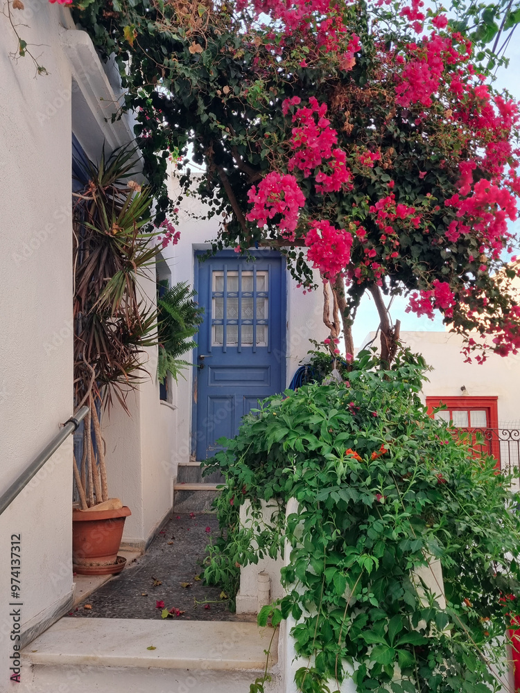 Naklejka premium Traditional Greek white houses with pink flowers(Bougainvillea) and flowers, Parikia, Paros island, Greece