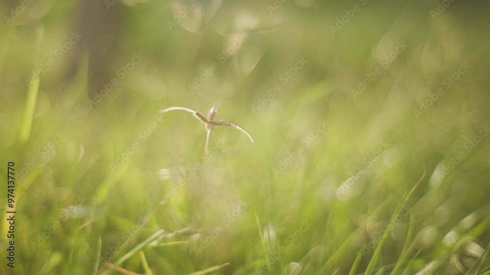 Close up of green grass with evening sunlight
