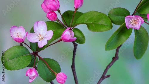 Haitang flowering time-lapse photography photo