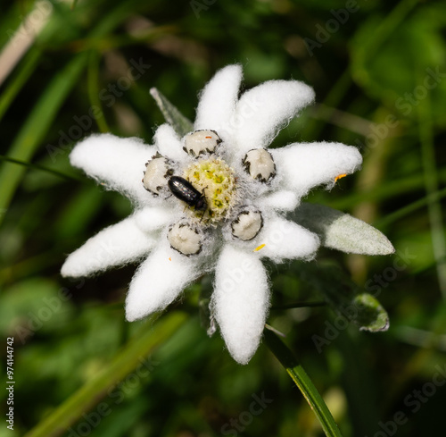 Edelweiss
