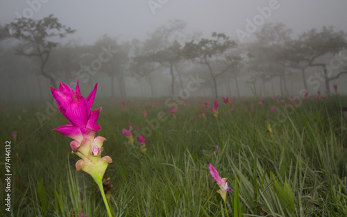 Siam tulip field in the forest photo