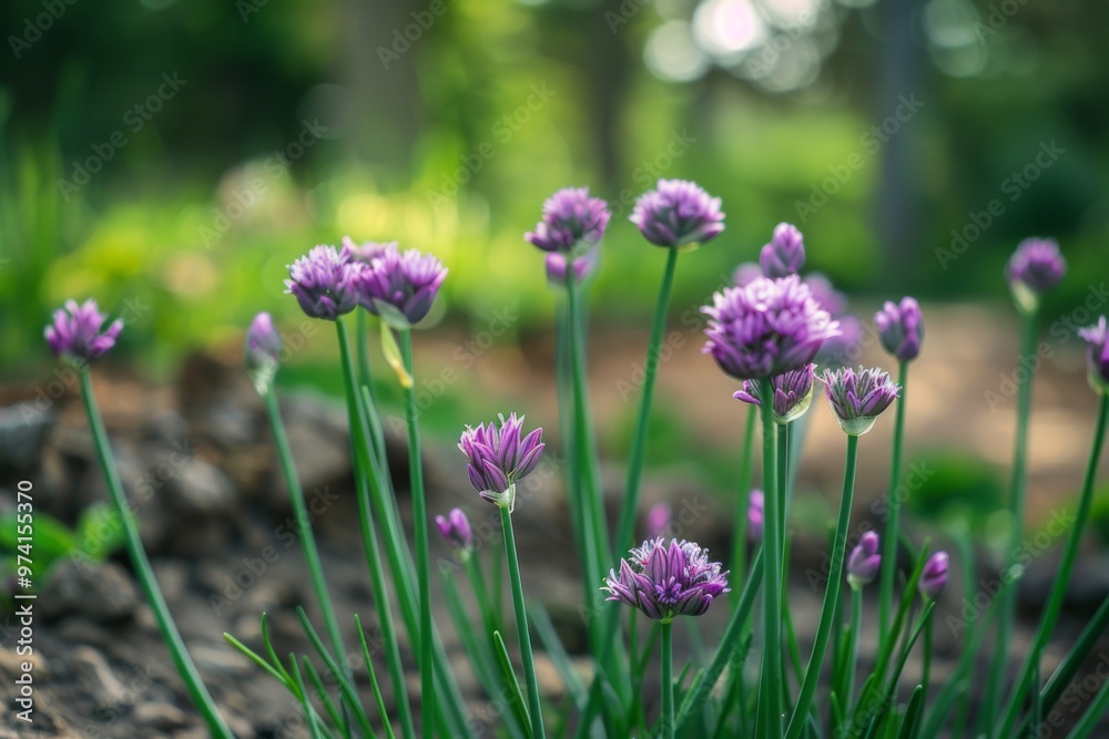 chives growing in the garden chives growing in the garden