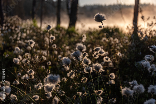 Cotton grass is a genus of sedges, they are common in northern hemisphere temperate swamps and tundra, wet forests, Eriophorum vaginatum, fog photo