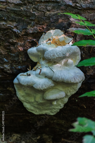 Bitter Bracket (Postia stiptica) photo