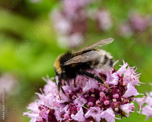 beautiful, summer flower close-up, insect in flower, plant pollination, mid summer, flowering time, flowers #974160519