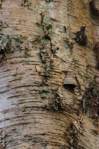 Hoof Fungus (Fomes fomentarius) photo