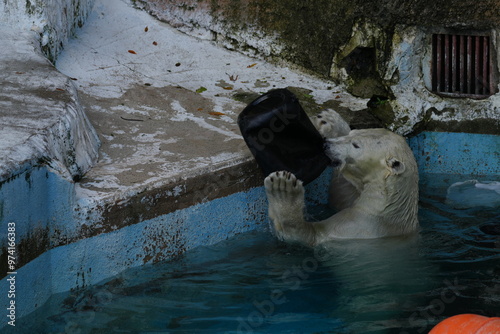 シロクマ　ホウちゃん photo