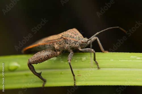 giant leaf footed bug, a leaf-eating insect photo