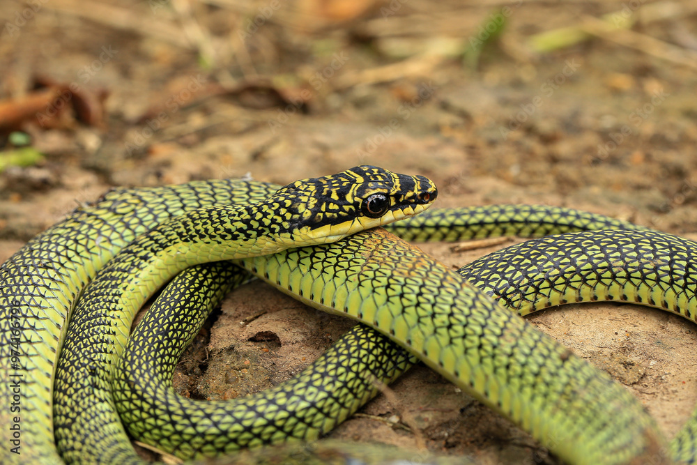 Fototapeta premium Close-up of the green snake ,Golden Tree Snake&nbsp;(Chrysopelea ornata)&nbsp;in the nature
