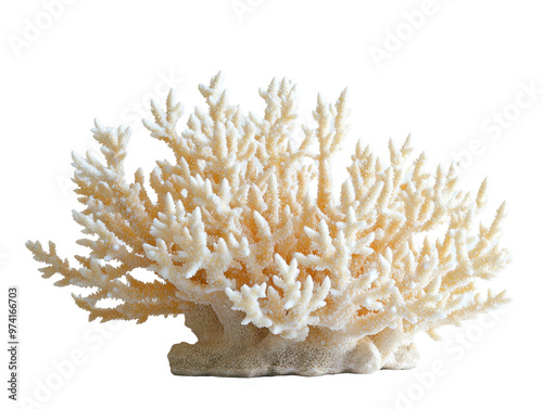Fototapeta Naklejka Na Ścianę i Meble -  Ivory coral branch on a transparent background with copy space for text
