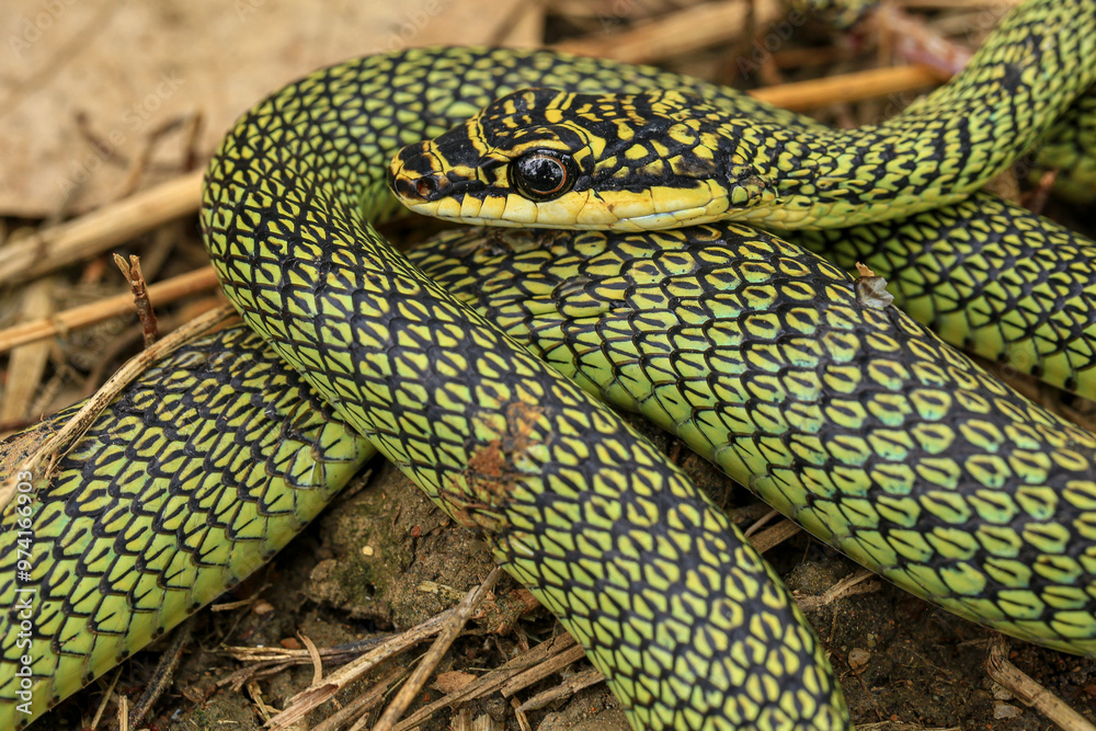 Fototapeta premium Close-up of the green snake ,Golden Tree Snake&nbsp;(Chrysopelea ornata)&nbsp;in the nature