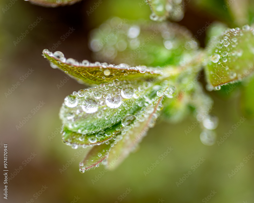 spring plants covered with dew drops, spring flowers, morning dew spring plants covered with dew drops, spring flowers, morning dew