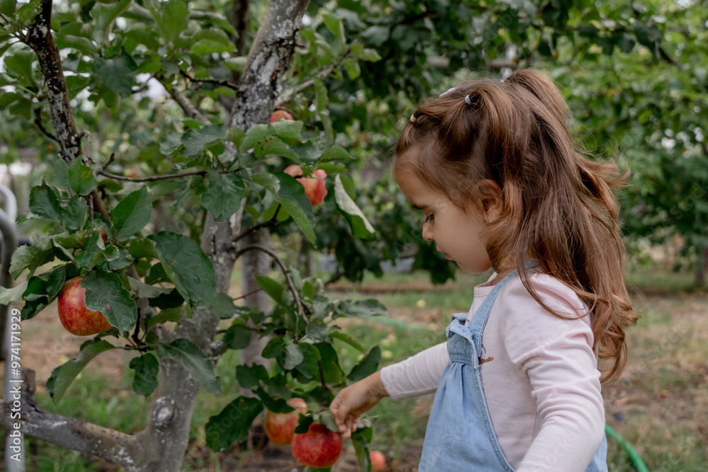 girl picking apples girl picking apples