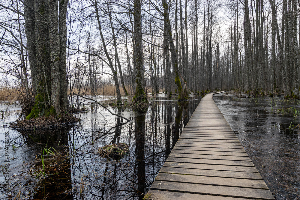 Coastal stand of forest flooded in spring, trail in flooded deciduous forest with wooden footbridge, Slokas lake walking trail, Latvia