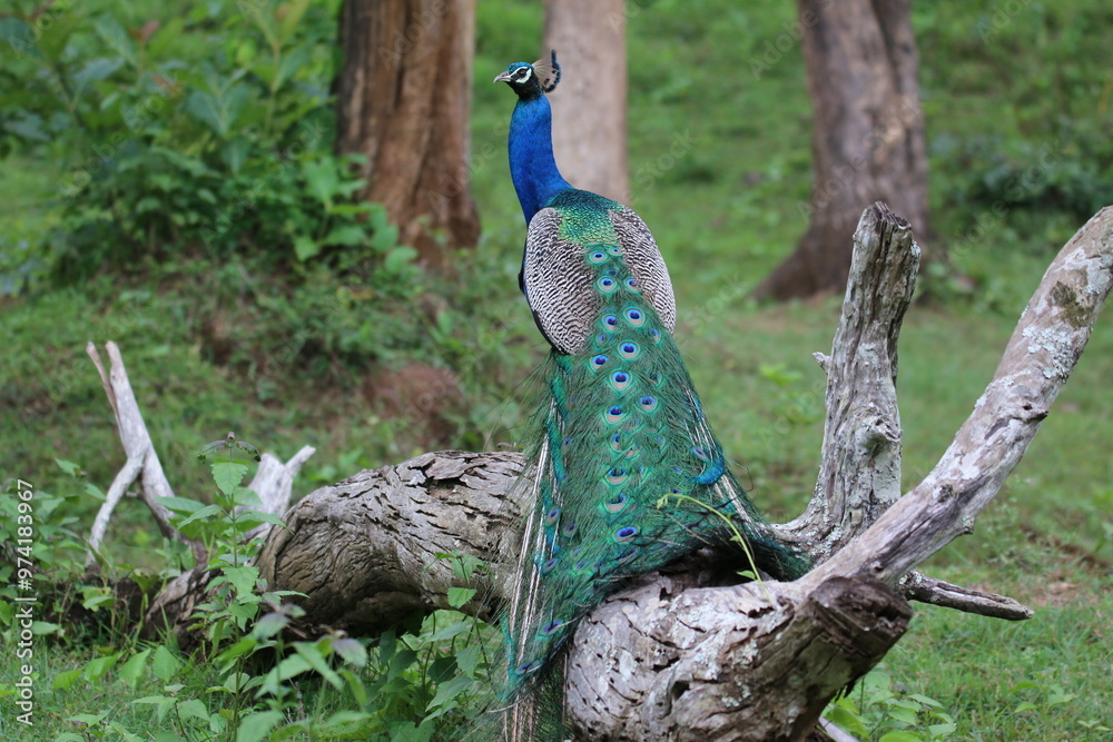 Naklejka premium Peacock