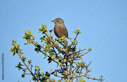 curruca posa en una rama