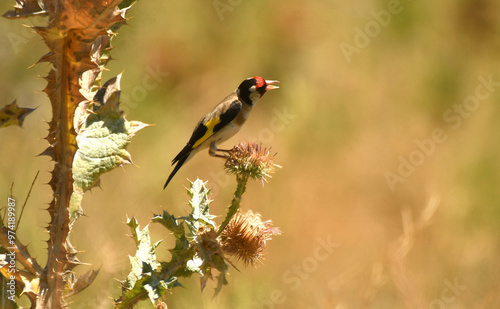 jisguero se alimenta en el cardo