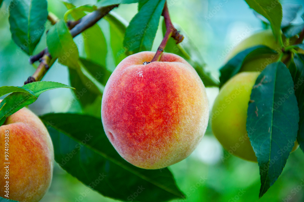 Orchard with ripe peach on branches. Peach trees full of fruit. Peach orchard in morning. Autumn fruit farming. Health and diet. Summer harvest. Harvest in autumn orchard. Peach tree Orchard with ripe peach on branches. Peach trees full of fruit. Peach orchard in morning. Autumn fruit farming. Health and diet. Summer harvest. Harvest in autumn orchard. Peach tree