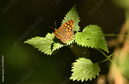 mariposa posada sobre vegetales photo