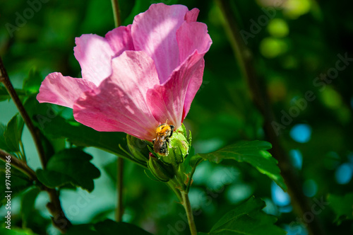 Flowering hibiscus flower. Nature of flower. Summer hibiscus in bloom. Blossoming hibiscus flower. Nature beauty. Hibiscus flower flowering in the garden. Banner