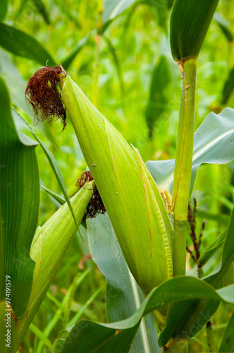 Organic maize field. Corn crop harvest in village. Field of corn. Maize crop harvest. Agriculture and harvesting in farm. Corn crop. Maize harvest farming. Cultivation