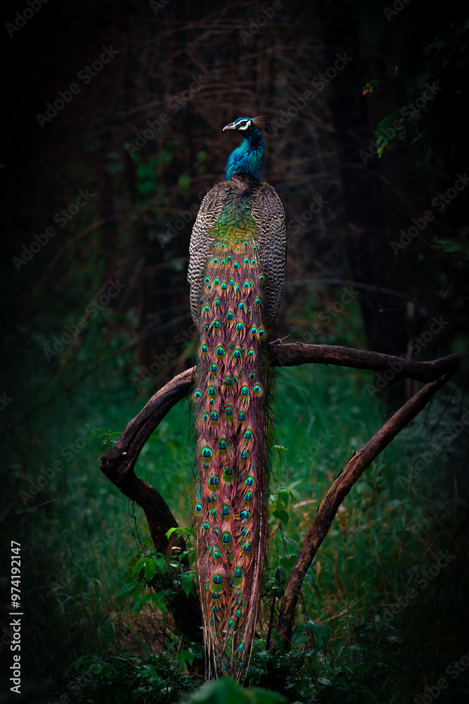 Obraz premium Beautiful Peacock perched on a tree in the forests of Tadoba.