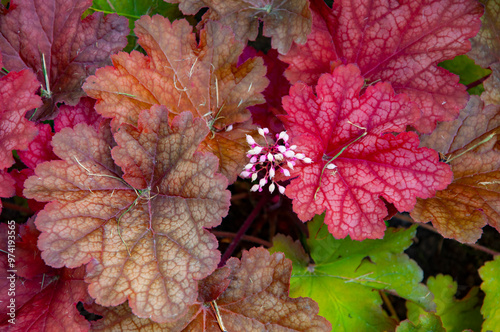 Heuchera background perennial plant with red autumn color leaves outdoor. Heuchera in nature background