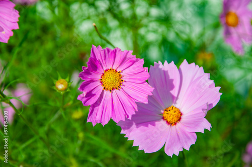 Cosmea flower in the summer nature garden outdoor. Beauty of nature. Flowering cosmea flower. Cosmos bipinnatus photo