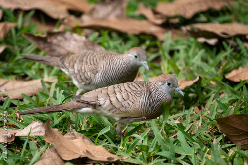 Zebra Dove - Geopelia striata, beautiful small dove from Southeast Asian forests and woodlands, Mauritius island. photo