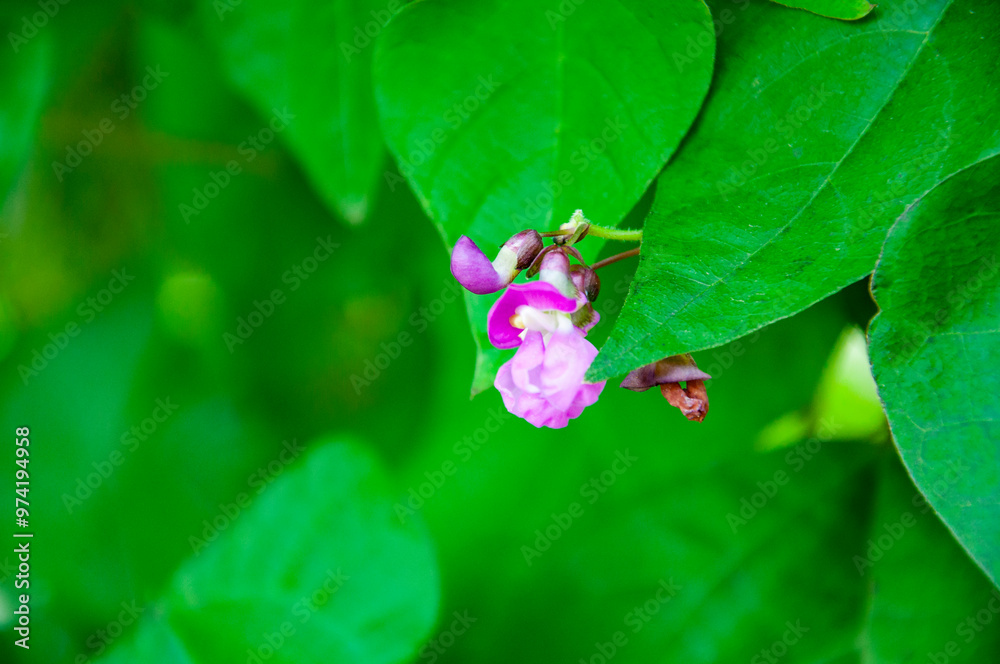 Dolichos flower flowering lilac color among bright green leaves outdoor Dolichos flower flowering lilac color among bright green leaves outdoor