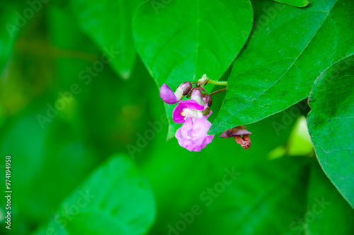 Dolichos flower flowering lilac color among bright green leaves outdoor photo