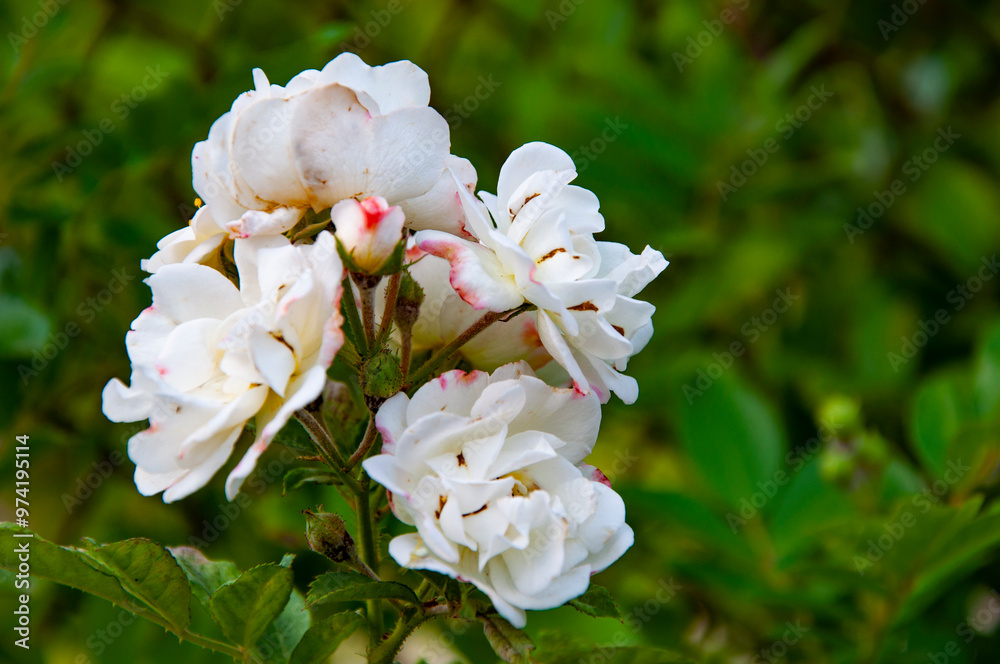 White tea roses bush in garden. Summer blooming flower. Soft flower petals. Rose garden in spring. Rose bush. Beautiful fresh roses in nature White tea roses bush in garden. Summer blooming flower. Soft flower petals. Rose garden in spring. Rose bush. Beautiful fresh roses in nature