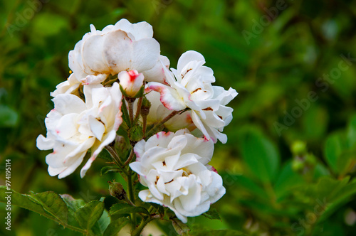 White tea roses bush in garden. Summer blooming flower. Soft flower petals. Rose garden in spring. Rose bush. Beautiful fresh roses in nature