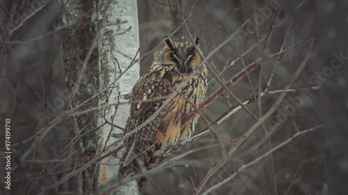 A big-eared owl is resting on a branch, looking around.