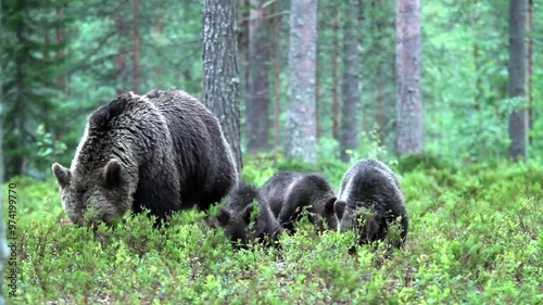 brown bear finland forest plantigrade omnivore large mammal photo