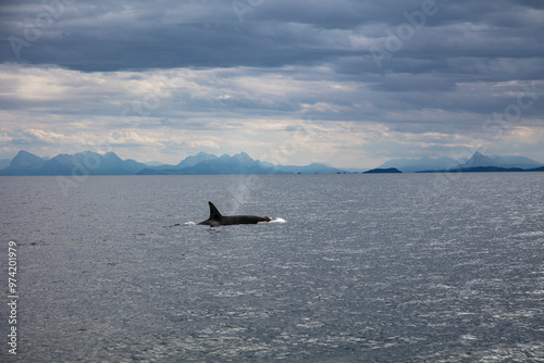Wild killer whale orca in Andenes town on the polar line in Northern Norway
