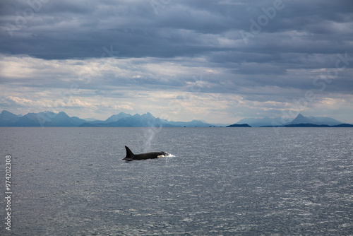 Wild killer whale orca in Andenes town on the polar line in Northern Norway