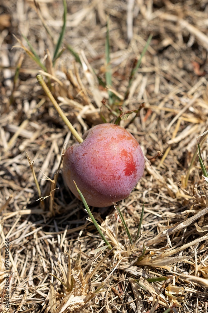 Fallen Plum. Flatwoods Plum. Hog Plum. Prunus umbellata