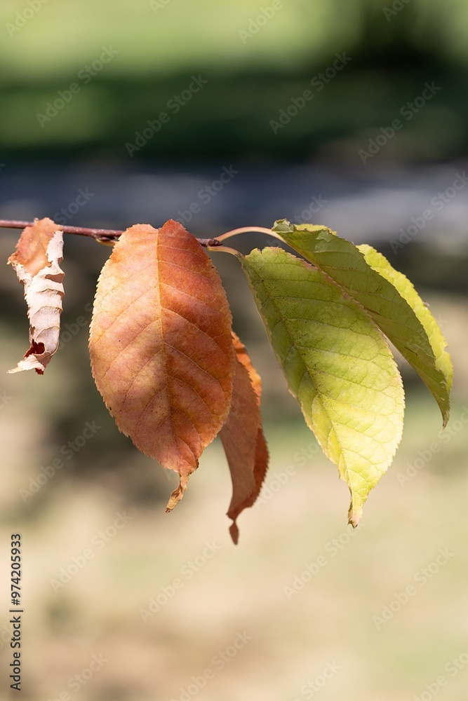 Fall. Autumn Leaves on the Branch