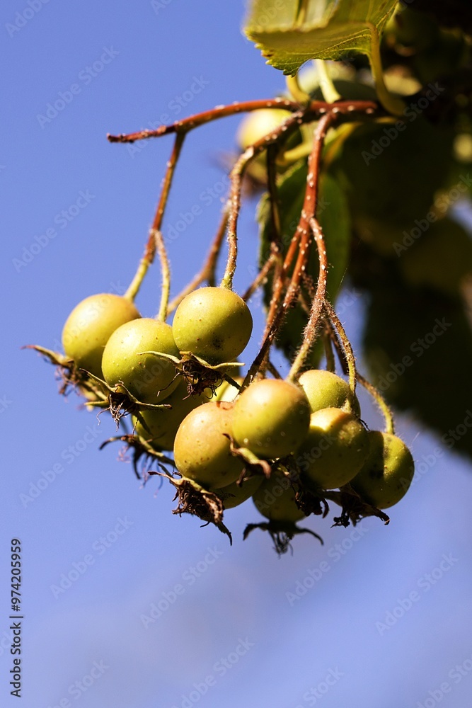Hawthorn. Thornapple. Mayflower. Hawberry. Crataegus persimilis
