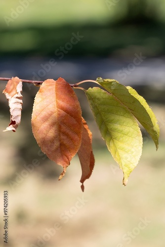 Obraz na płótnie Fall. Autumn Leaves on the Branch w salonie