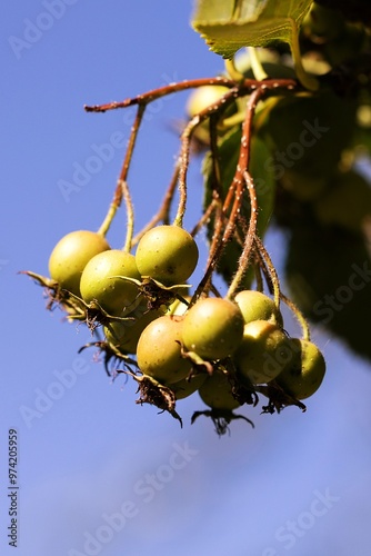 Obraz na płótnie Hawthorn. Thornapple. Mayflower. Hawberry. Crataegus persimilis w salonie