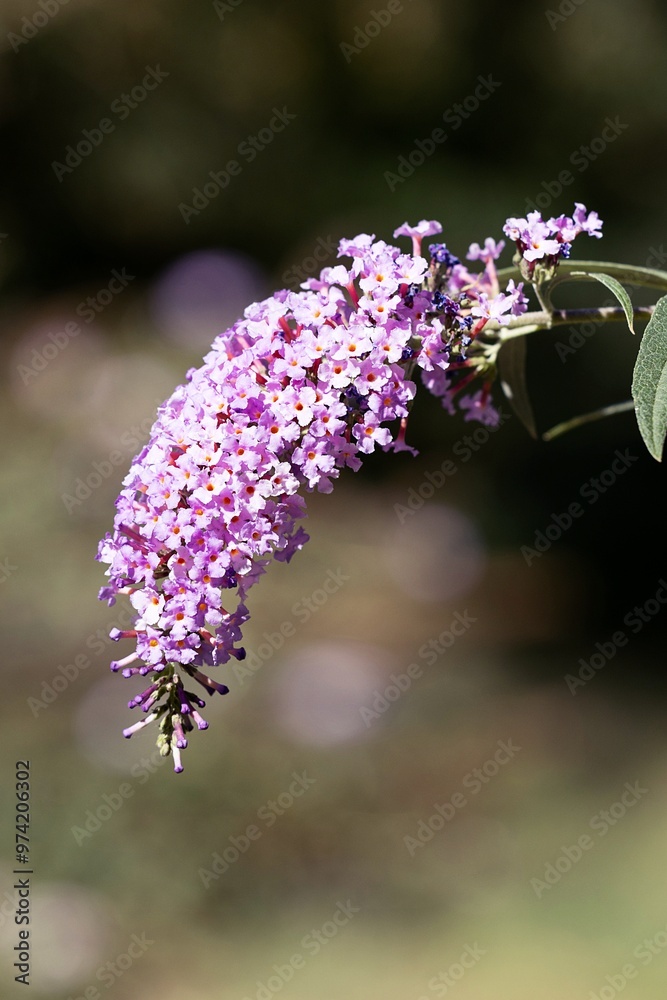 Summer Lilac Bloom. Butterfly Bush. Buddleja Davidii. Buddleia Davidii