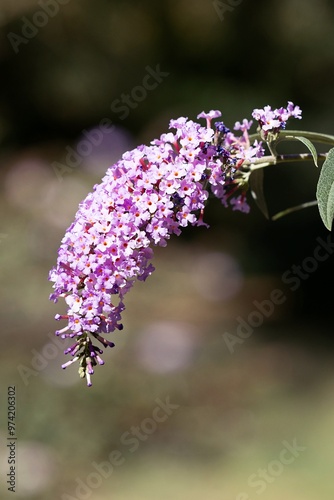 Obraz na płótnie Summer Lilac Bloom. Butterfly Bush. Buddleja Davidii. Buddleia Davidii w salonie